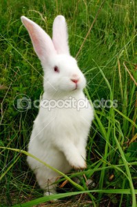 depositphotos_3450891-Cute-White-Rabbit-Standing-on-Hind-Legs