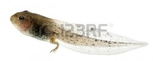 10755633-grenouille-rousse-rana-temporaria-t-tard-avec-pattes-de-derri-re--8-semaines-apr-s-l-closion-en-face